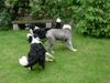 Border Collie Foto: Gioca + Filou mit Bobtail Obelix beim Badminton (ID 13151) Border Collie Hund