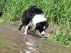 Border Collie Foto: Filoui beim Schütteln (ID 13888) Border Collie Hund