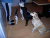Border Collie Foto: Was es da wohl leckeres gibt? (ID 15191) Border Collie Hund