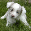 Border Collie Foto: Border Collie pup Dyna (ID 29939) Border Collie Hund