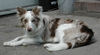 Border Collie Foto: Border Collie Dyna (ID 29940) Border Collie Hund
