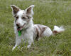 Border Collie Foto: Border Collie Dyna (ID 29941) Border Collie Hund
