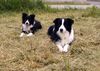 Border Collie Foto: Vater und Sohn (links Spookie rechts Tom) (ID 22987) Border Collie Hund