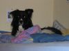 Border Collie Foto: Das ist unsere (ID 18965) Border Collie Hund