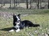 Border Collie Foto: Felix (ID 22788) Border Collie Hund