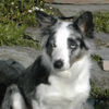 Border Collie Foto: Border Collie Ferrah (ID 29942) Border Collie Hund
