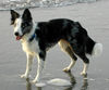 Border Collie Foto: Border Collie Ferrah (ID 29943) Border Collie Hund