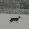 Border Collie Foto: Border Collie Ferrah (ID 29945) Border Collie Hund