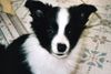 Border Collie Foto: Finn (ID 9874) Border Collie Hund