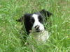 Border Collie Foto: Filmhündin Fly alias Balou (`Axel will´s wissen´) (ID 28664) Border Collie Hund