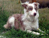 Border Collie Foto: Border Collie Fran (ID 29946) Border Collie Hund