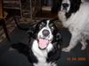 Border Collie Foto: Ponti kann wieder lachen (ID 20353) Border Collie Hund
