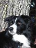 Border Collie Foto: Gina im Herbst (ID 16438) Border Collie Hund