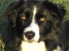 Border Collie Foto: Können diese Augen lügen?? (ID 15769) Border Collie Hund