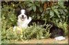 Border Collie Foto: Brains 'n Beauty First Love for Jörg only - called Ginger (ID 5445) Border Collie Hund
