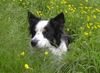 Border Collie Foto: Ich verstecke mich - Brains 'n Beauty First Love for Jörg only - unsere Ginger (ID 4107) Border Collie Hund
