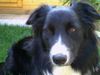 Border Collie Foto: Das ist die 9 Monate junge Hundedame Gizmo, sie sieht zwar aus wie ein richtiger Border aber in ihr steckt noch ein Australian Shephord. (ID 24968) Border Collie Hund