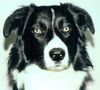 Border Collie Foto: Gizmo, unser Border (ID 22114) Border Collie Hund