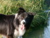 Border Collie Foto: Paco (ID 25447) Border Collie Hund