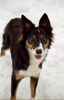 Border Collie Foto: Happy von den Buschchaoten - Fröhlichkeit auf vier Pfoten (ID 2373) Border Collie Hund