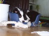 Border Collie Foto: Shari im Wasser (ID 38702) Border Collie Hund