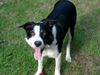 Border Collie Foto: Ilan from scottish Roy vom Beutenhof (ID 13158) Border Collie Hund