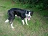 Border Collie Foto: Ilan from scottish Roy vom Beutenhof (ID 13159) Border Collie Hund