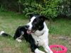 Border Collie Foto: Ilan from scottish Roy vom Beutenhof (ID 13160) Border Collie Hund