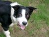 Border Collie Foto: Ilan from scottish Roy vom Beutenhof (ID 13161) Border Collie Hund