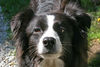 Border Collie Foto: Destiny' Child of Cleverland (ID 32615) Border Collie Hund