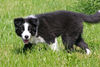 Border Collie Foto: Kingston Town of Cleverland (ID 32616) Border Collie Hund