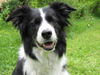 Border Collie Foto: Chiara vom Hause Taschner - bitte lächeln (ID 38874) Border Collie Hund