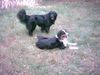 Border Collie Foto: Ronya und Cilla (ID 19443) Border Collie Hund