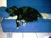 Border Collie Foto: Buffy ist sooooo müde (ID 19444) Border Collie Hund