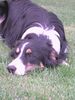 Border Collie Foto: Tess (ID 12056) Border Collie Hund