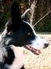 Border Collie Foto: Leni (ID 30771) Border Collie Hund