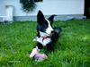Border Collie Foto: Mit ihrem Lieblingsspielzeug (ID 30772) Border Collie Hund