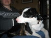 Border Collie Foto: Sam mit 15 Wochen (ID 30797) Border Collie Hund