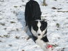 Border Collie Foto: Muffin (ID 30060) Border Collie Hund