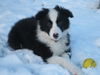 Border Collie Foto: Muffin 11 Wochen (ID 27528) Border Collie Hund