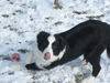 Border Collie Foto: Muffin, 5 Monate (ID 30059) Border Collie Hund