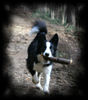 Border Collie Foto: Laika...13 Mon. alt (ID 38339) Border Collie Hund