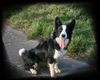 Border Collie Foto: Laika...13 Mon. alt (ID 38340) Border Collie Hund