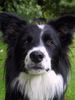 Border Collie Hund