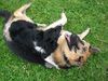 Border Collie Foto: Panda und Zakk (ID 14695) Border Collie Hund