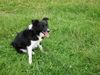 Border Collie Foto: Panda (ID 14696) Border Collie Hund