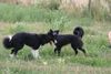 Border Collie Foto: 2 Border Collies (ID 23711) Border Collie Hund