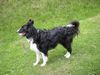 Border Collie Foto: Mein Border Collie Nico (ID 3620) Border Collie Hund