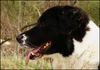 Border Collie Foto: Akira - 15.April 06 (ID 30974) Border Collie Hund