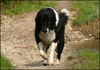 Border Collie Foto: Akira - 15.April 06 Lobau (ID 30975) Border Collie Hund